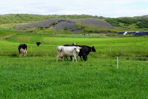 Property grounds - Miðdalskot Cottages (Bláskógabyggd)