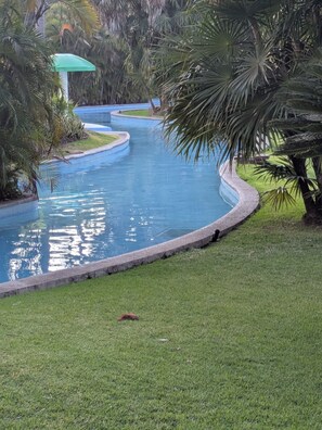 A swimming pool with a curved edge, surrounded by grass and palm trees.