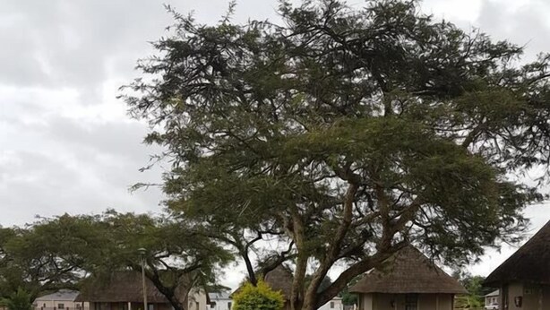 Taman