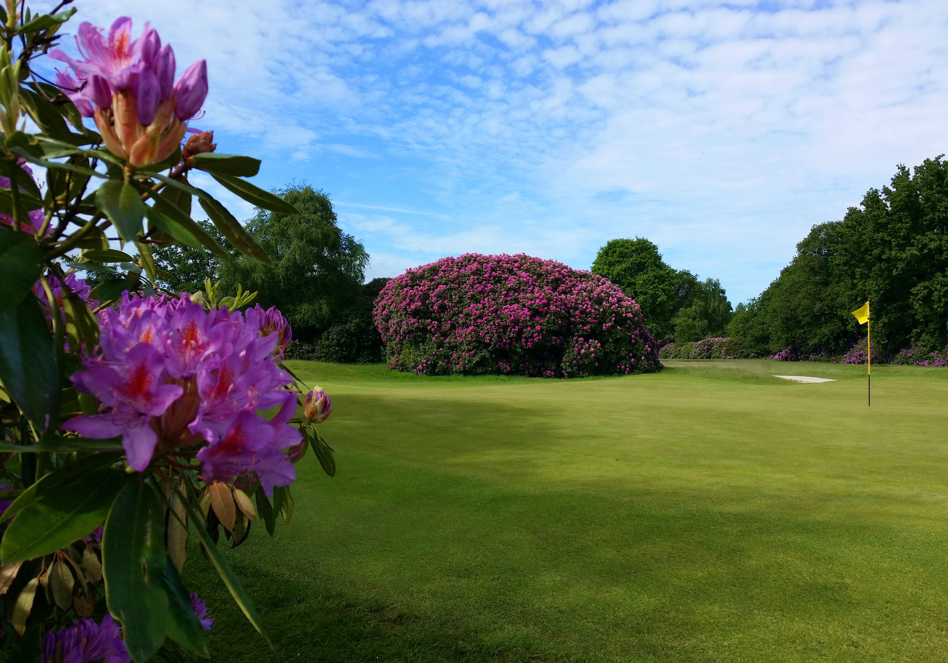 A well-maintained golf course with a large, dense bush of pink flowers in the center, surrounded by lush green grass and trees.