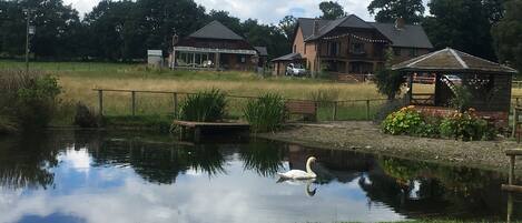 A serene pond with a swan, surrounded by a grassy area, a wooden bench, and a gazebo.