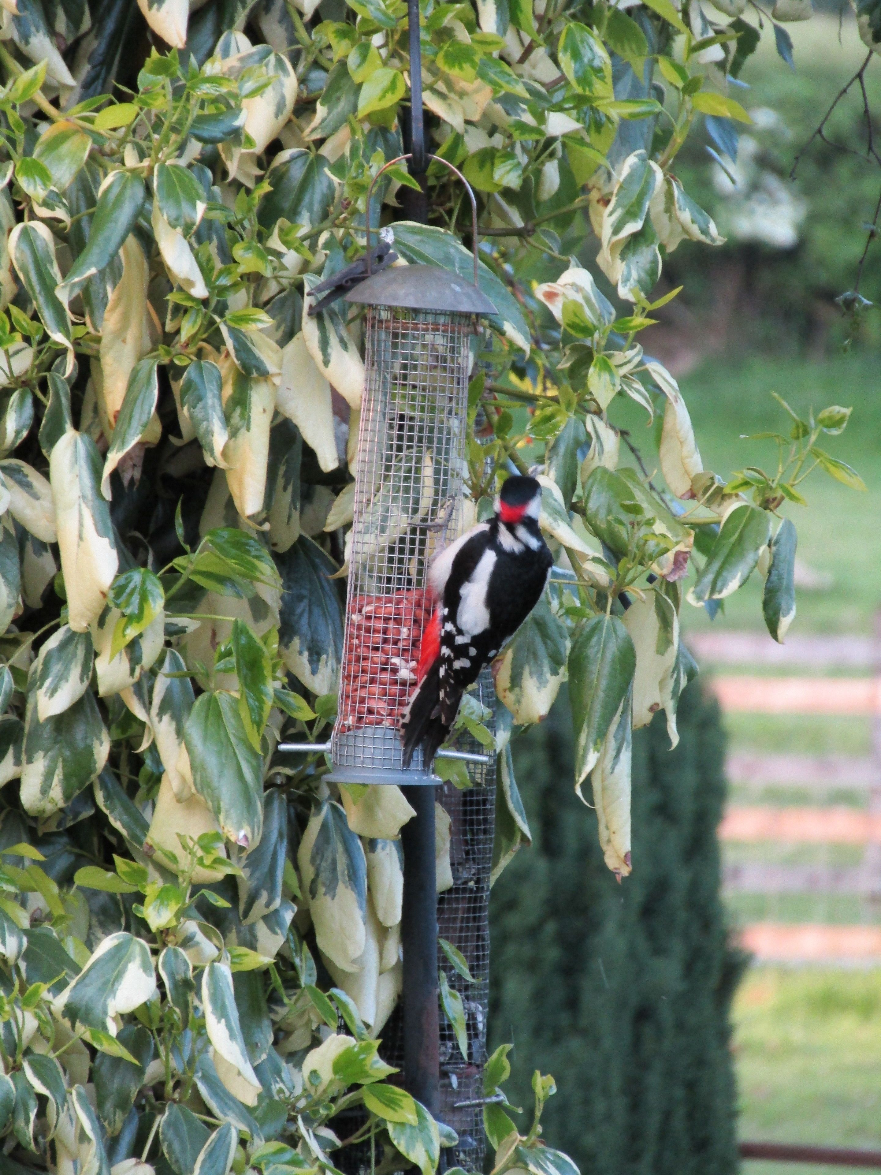 A bird feeder with a bird perched on it, surrounded by green foliage.