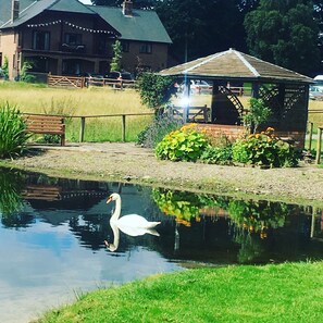 A swan swimming in a pond with a gazebo and a bench in the background. - Acorn Court Country House (Llandrindod Wells)