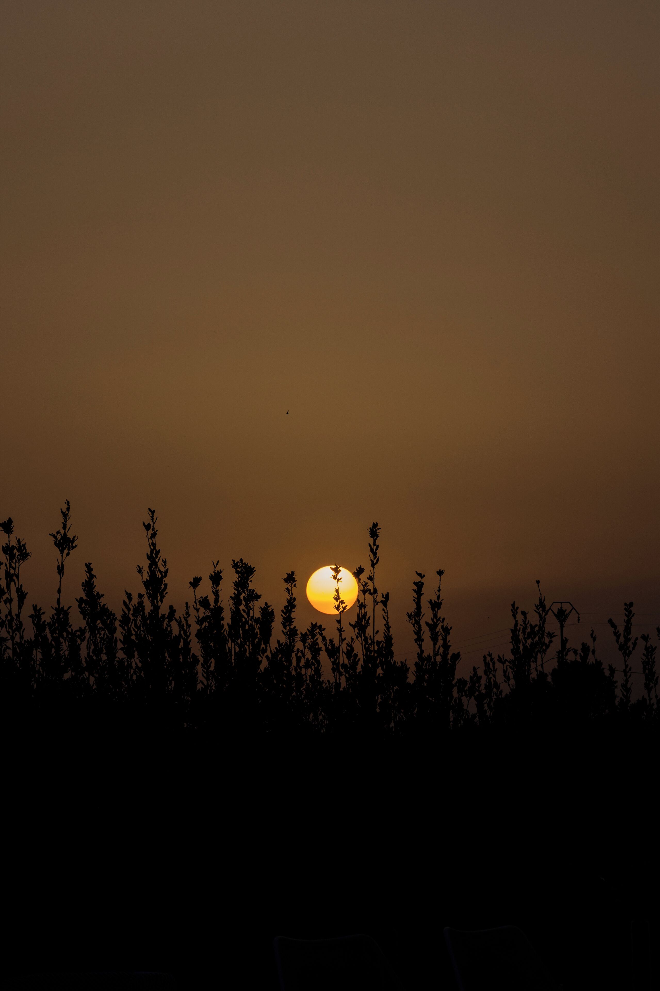 Ein voller Mond steigt über einem Feld mit hohem Gras auf.