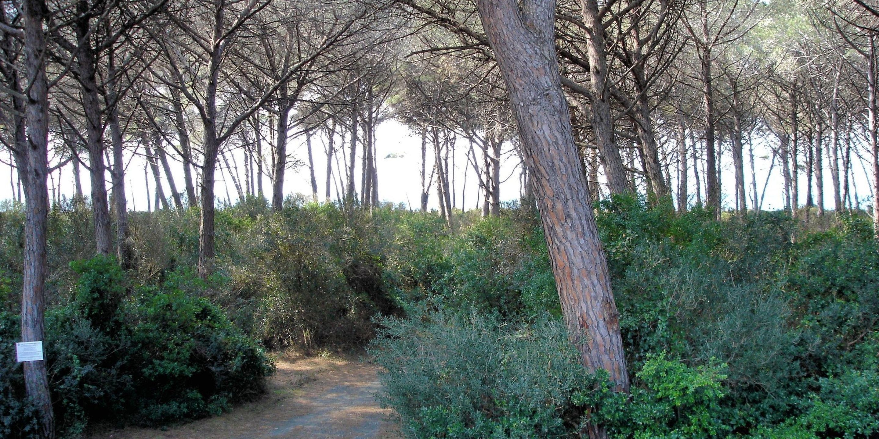 Une zone boisée avec un sentier de terre qui traverse une végétation dense et de grands arbres.