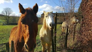 Deux chevaux se tiennent près d’une clôture en bois dans un champ herbeux, avec un bâtiment en pierre en arrière-plan.