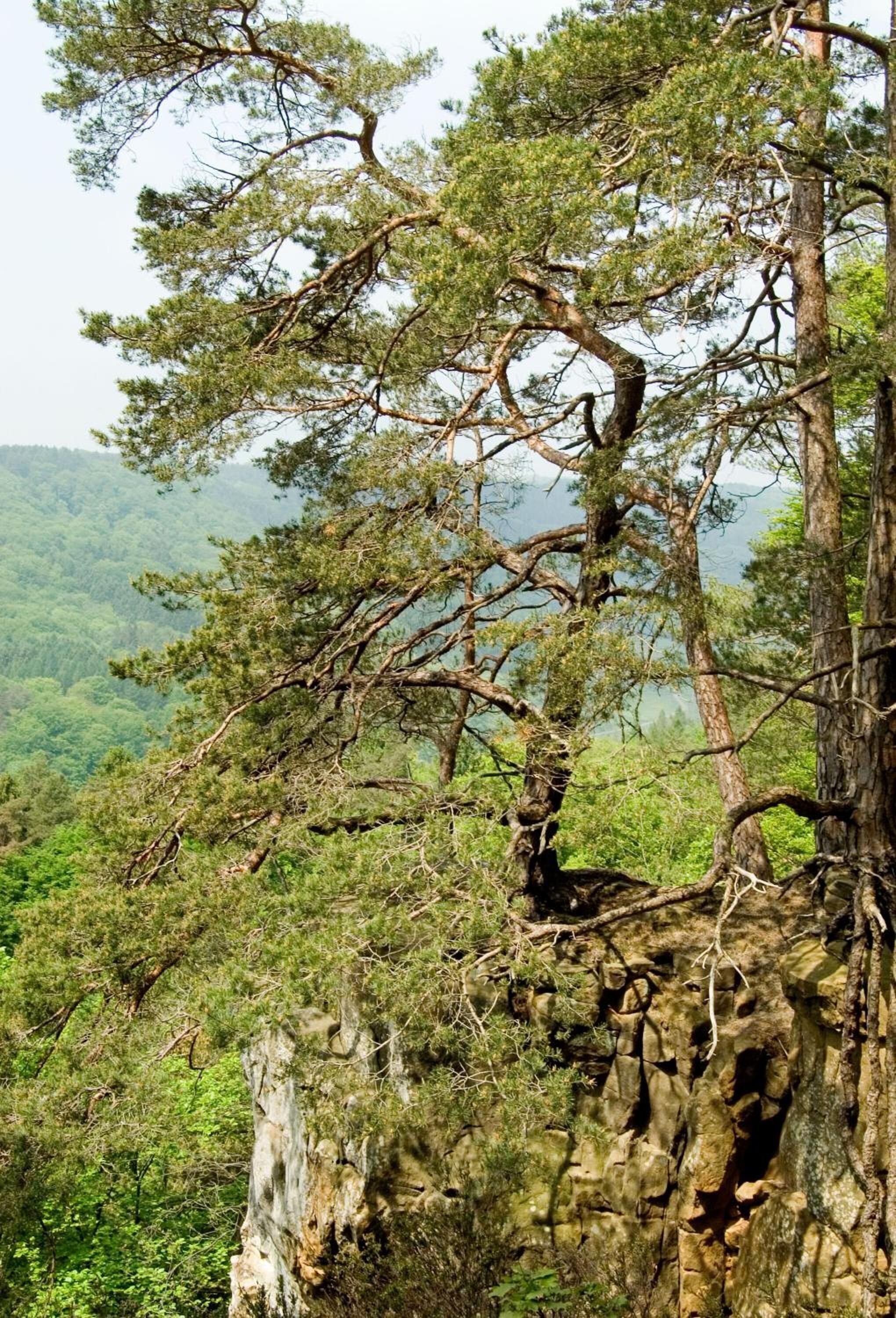 A tree with a rugged trunk and branches extending outward, surrounded by dense green foliage and rocky terrain.