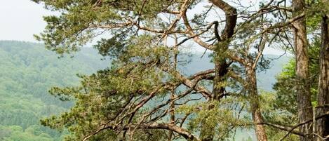 Un árbol con un tronco robusto y ramas que se extienden hacia afuera, rodeado de frondoso follaje verde y terreno rocoso.