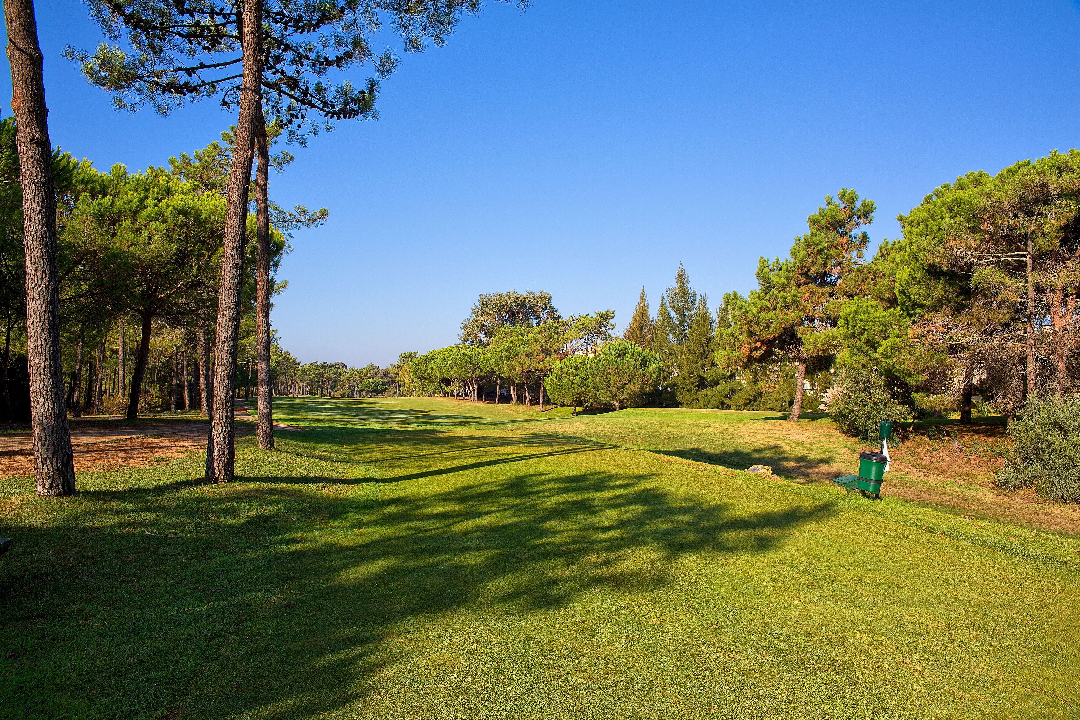 A golf course with a clear sky, tall pine trees, and a well-maintained green.