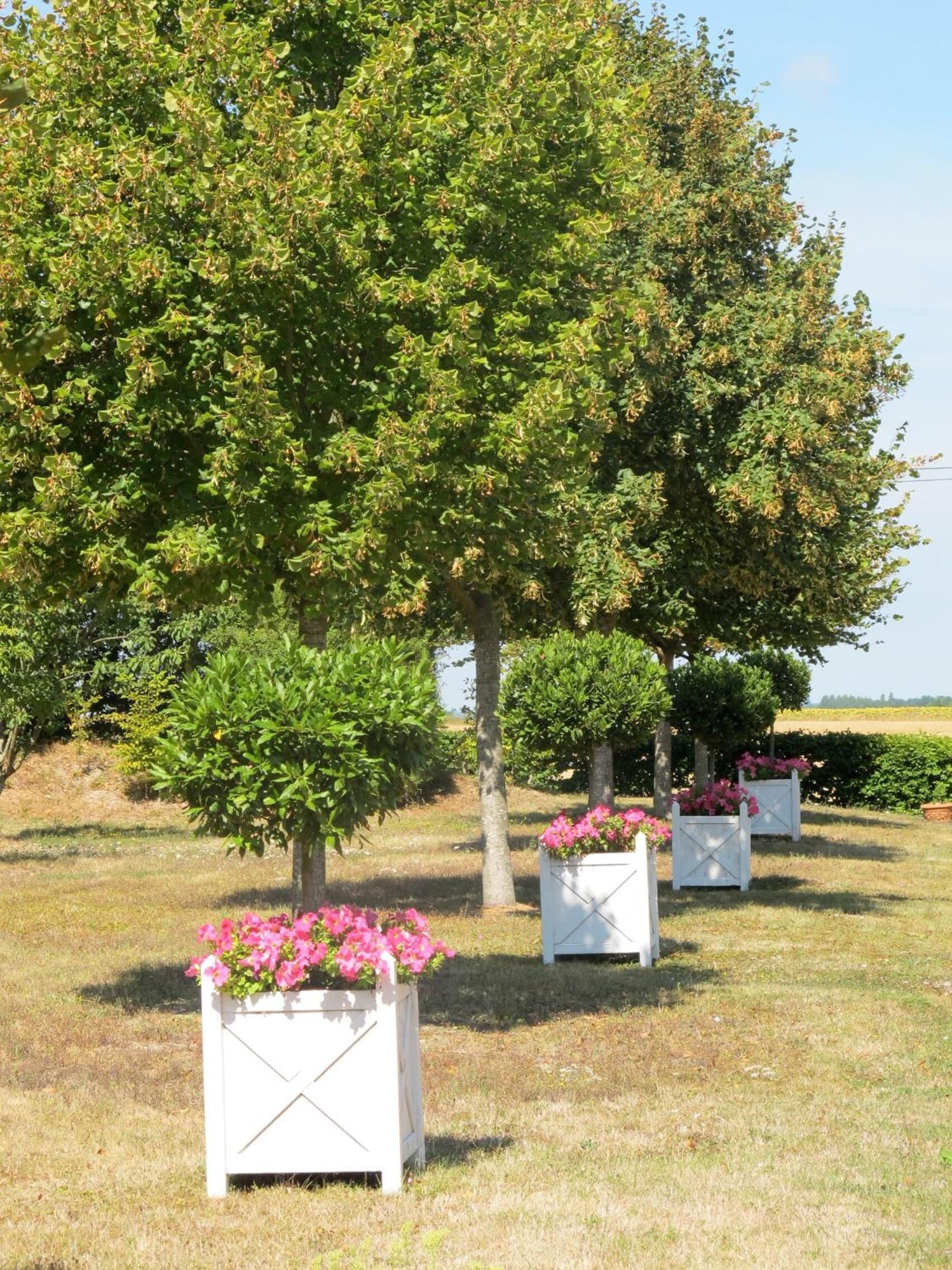 A garden with a large tree and flower planters.