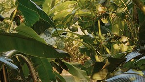 A pathway surrounded by lush banana plants leading to a reflective water feature. - Palm Heights (Seven Mile Beach)