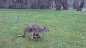 Property grounds - Clare View HOUSE (pet friendly, wheelchair accessible) Sleep 8 (Clare)