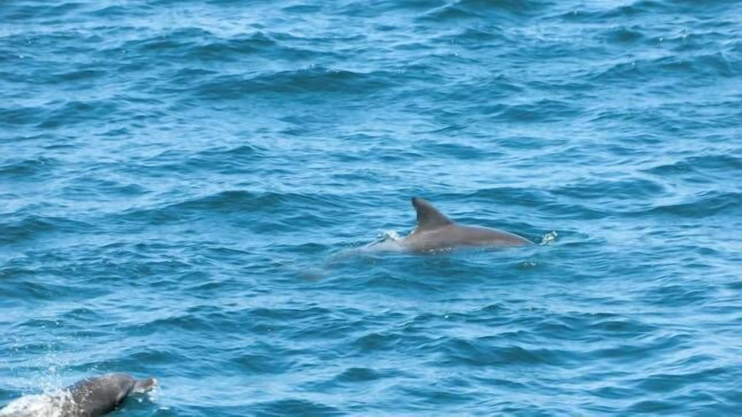 A dolphin swimming in the ocean.