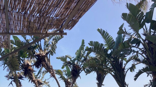 Un banco de madera, plantas tropicales y vista a la playa y al océano.