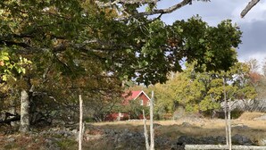 Une clôture en bois rustique, recouverte de mousse, un bâtiment rouge en arrière-plan et un arbre aux feuilles vertes.