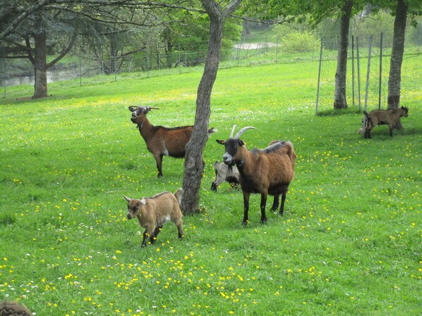 Un campo cubierto de hierba con varias cabras y árboles.
