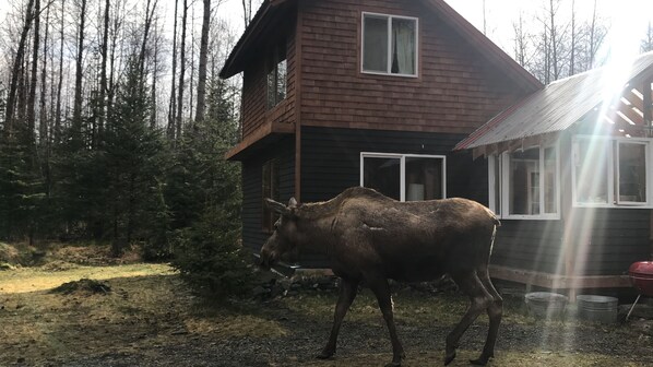 Exterior - Eagle's Nest Cabin on Salmon Creek (Seward)