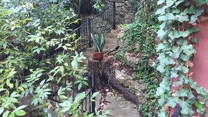 A narrow stone staircase surrounded by dense foliage and a red wall.