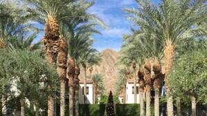 A courtyard with palm trees, a tiled seating area, and a central fountain.