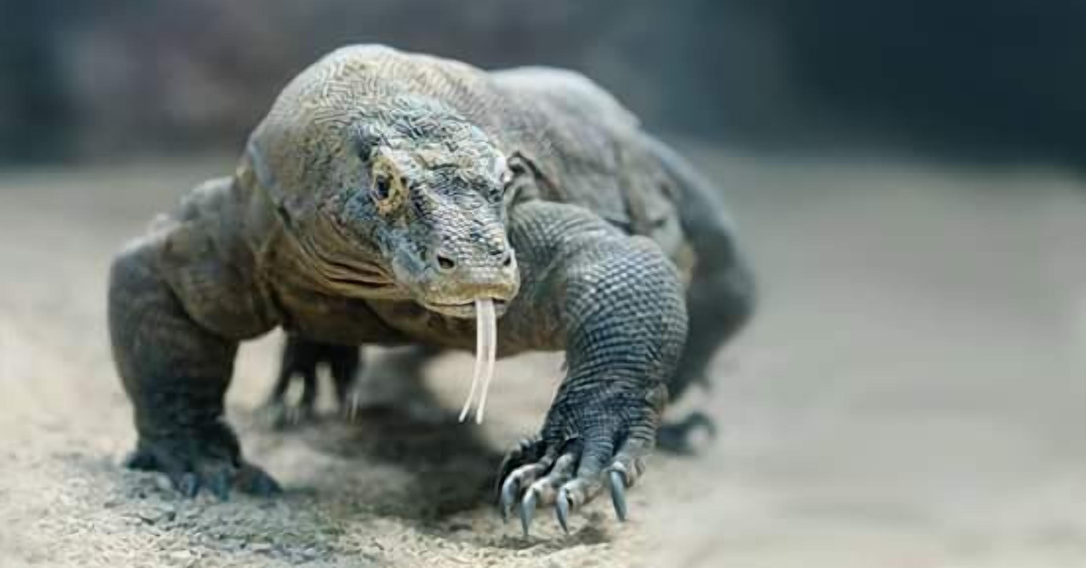 Un dragón de Komodo con garras visibles y una piel rugosa.
