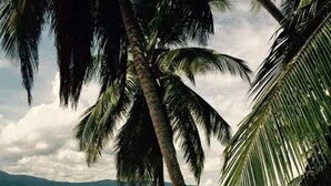 A beach with palm trees and a clear view of the ocean.