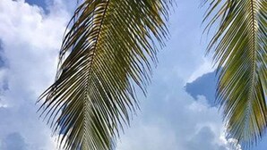 A beach with clear turquoise water, palm trees, and a cloudy sky.