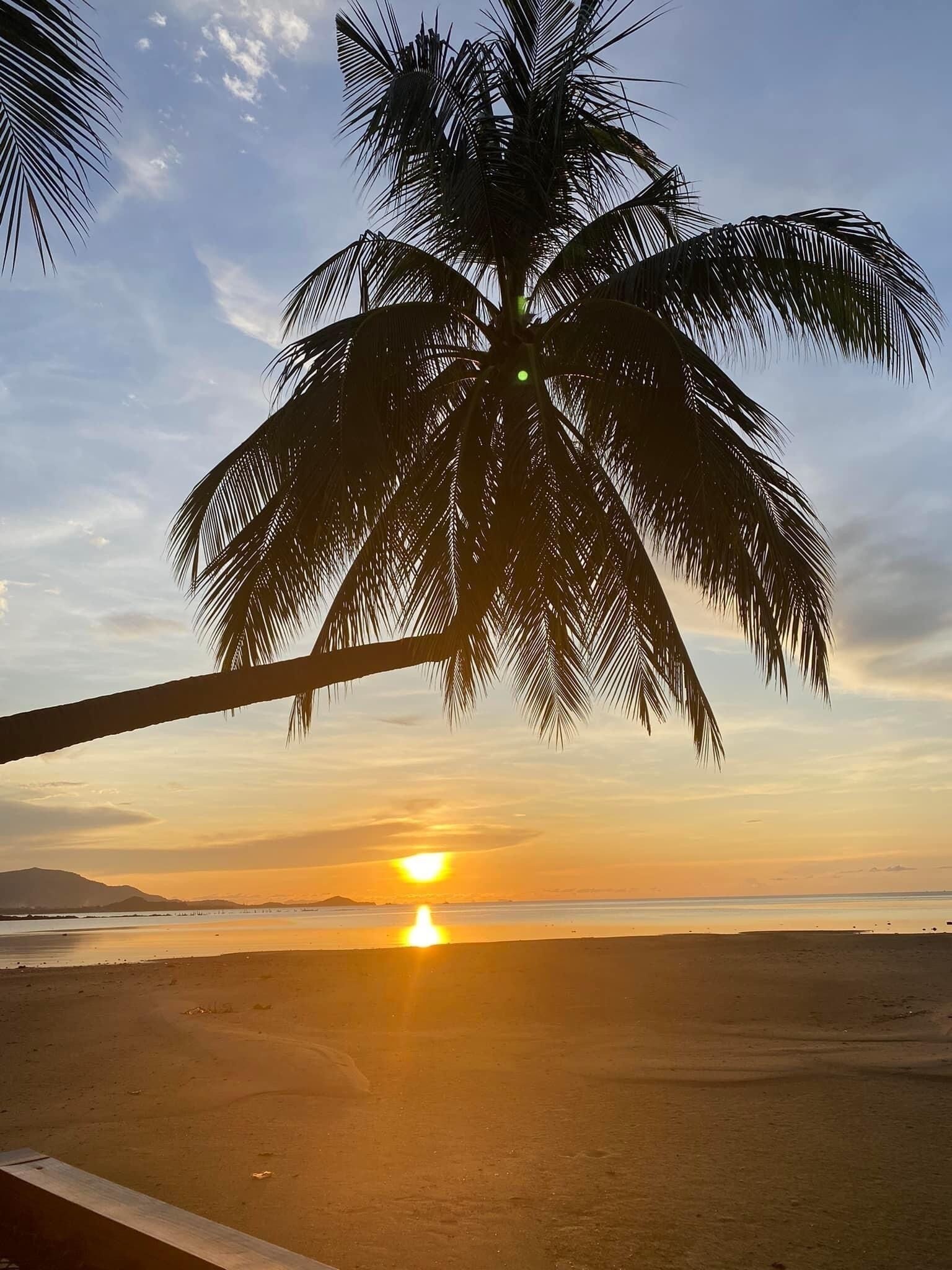 A beach scene with a palm tree and the sun setting over the ocean.