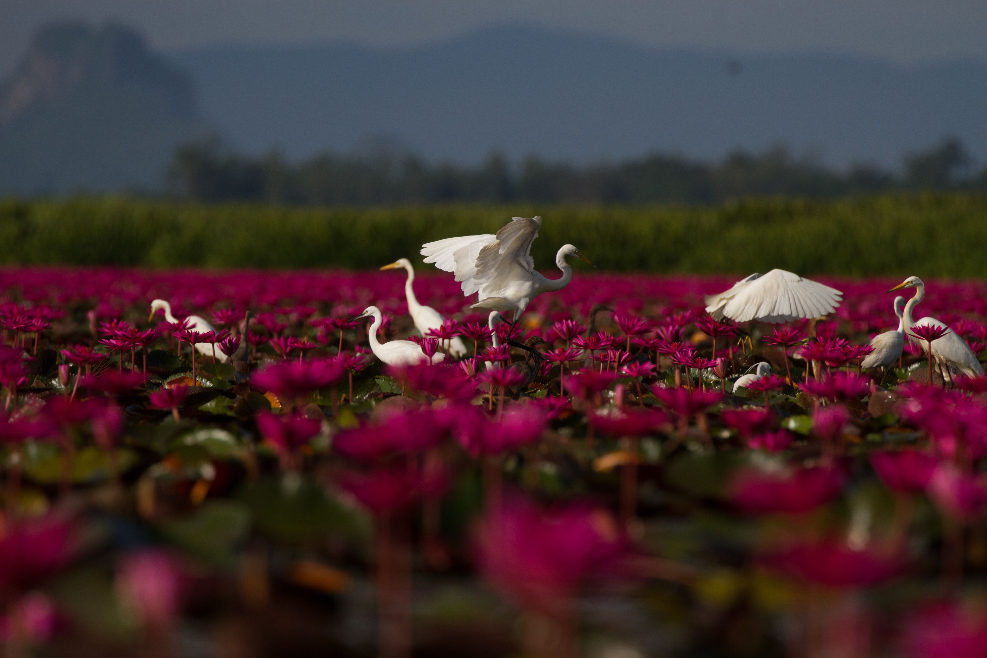 A field of pink flowers with several white birds.