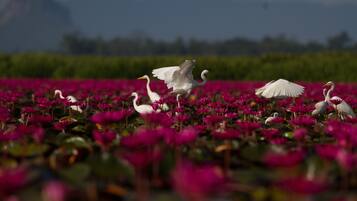 Un campo de flores rosas con varias aves blancas.