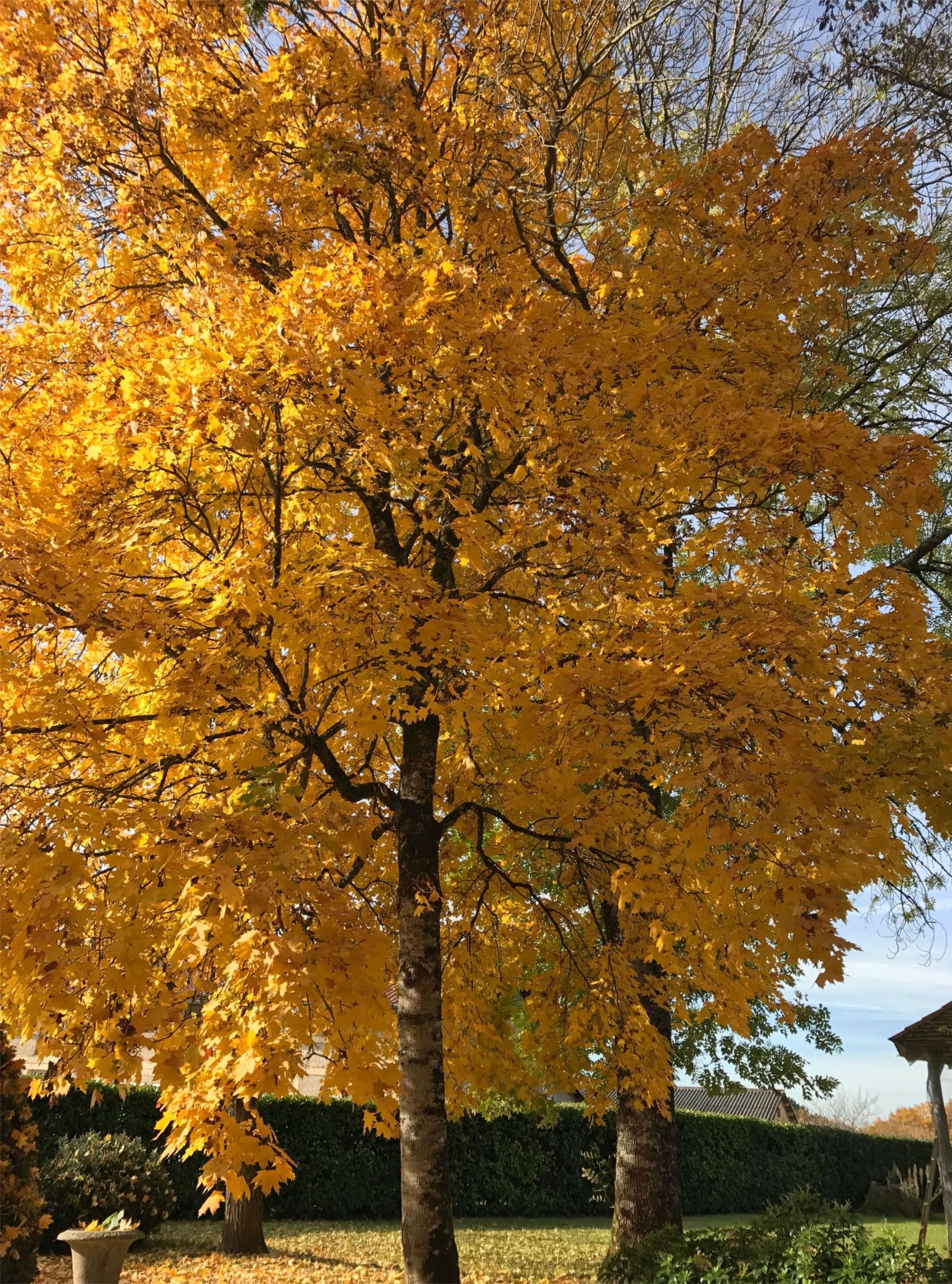 A tree with yellow leaves in a garden setting.