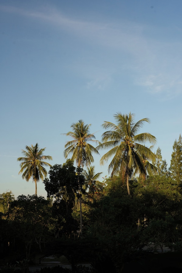 A natural landscape with palm trees and dense foliage. - Kachong Hills Tented Resort Trang (Na Yong)