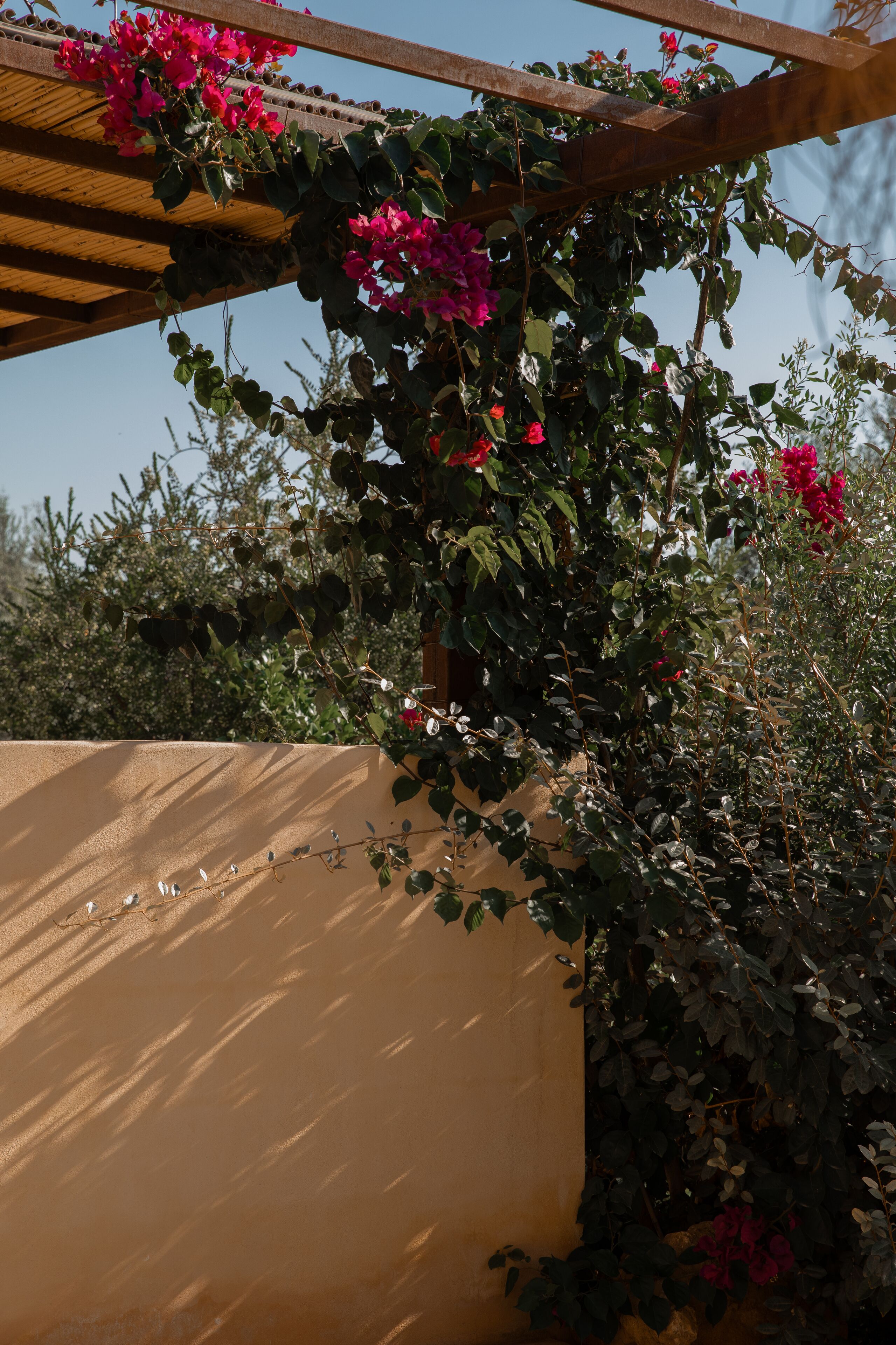 Una pérgola de madera con plantas trepadoras y flores frente a una pared color crema.
