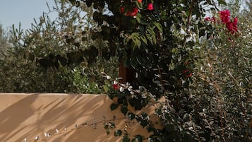 Una pérgola de madera con plantas trepadoras y flores frente a una pared color crema.