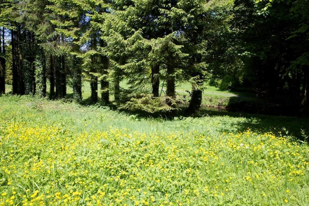 A forested area with tall trees and a field of yellow flowers.