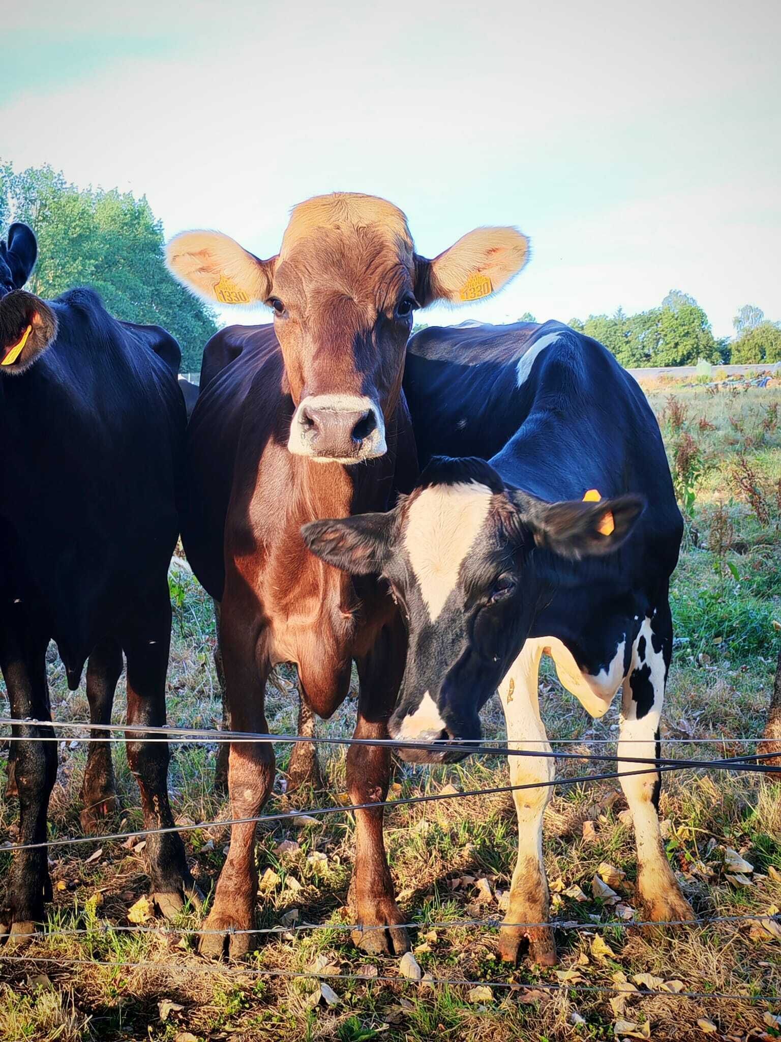Drie koeien staan achter een draad omheining in een grasveld.