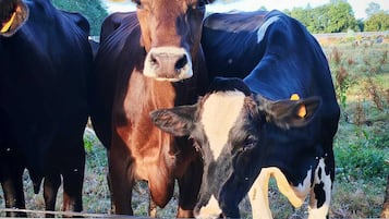 Drie koeien staan achter een draad omheining in een grasveld.