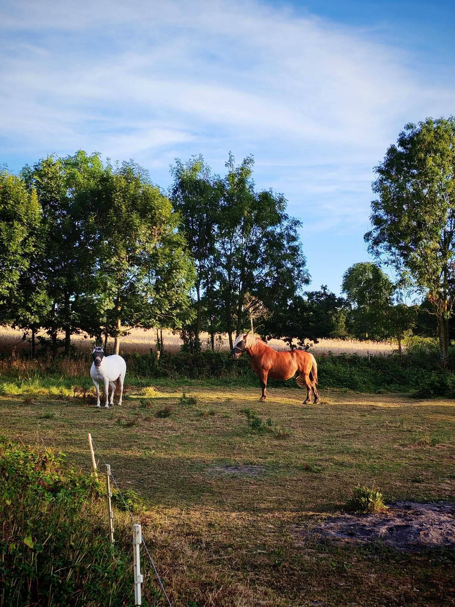 A grassy field with two horses, trees, and a clear sky.