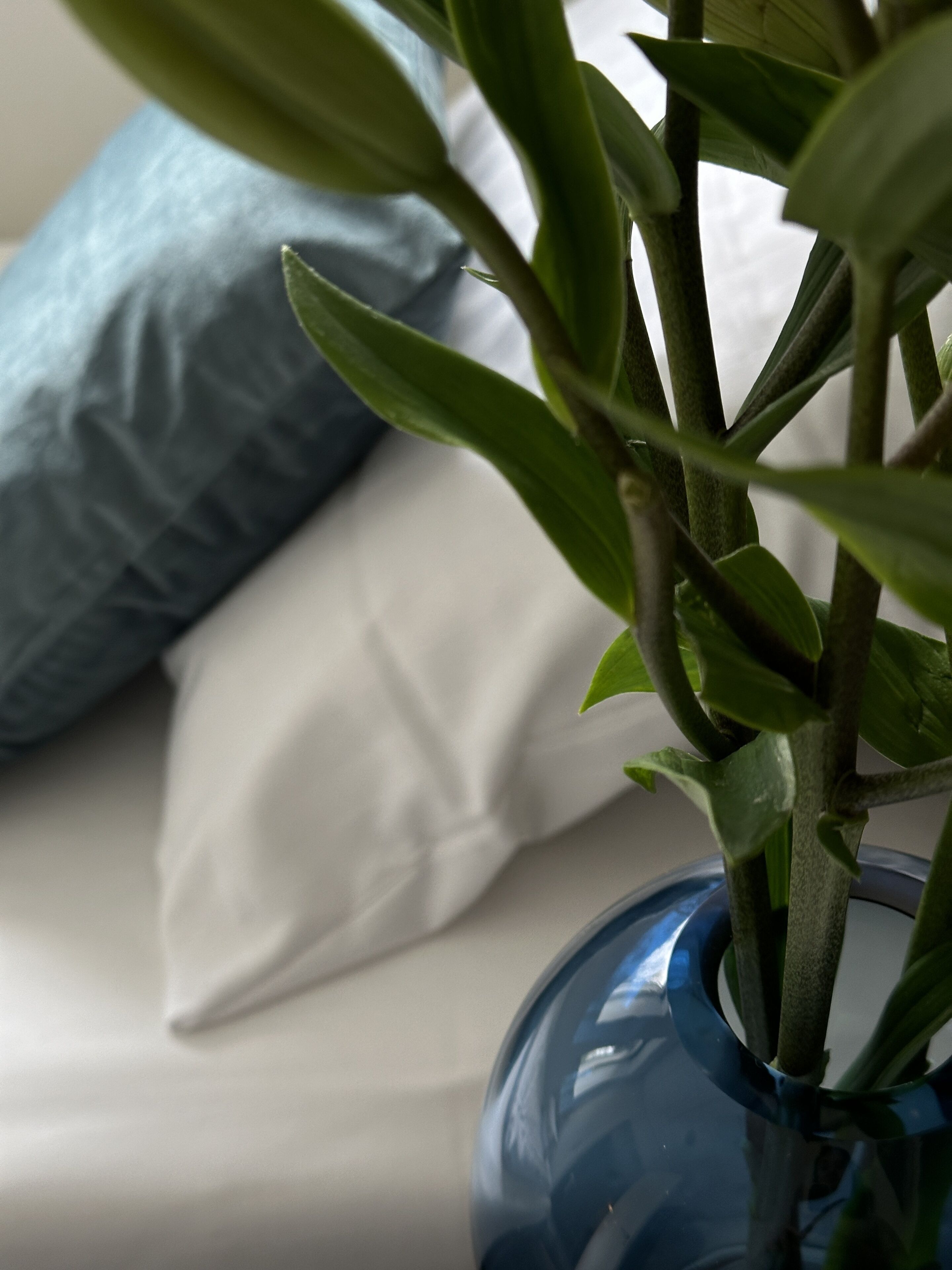 A plant in a blue vase on a bed with white and blue pillows.