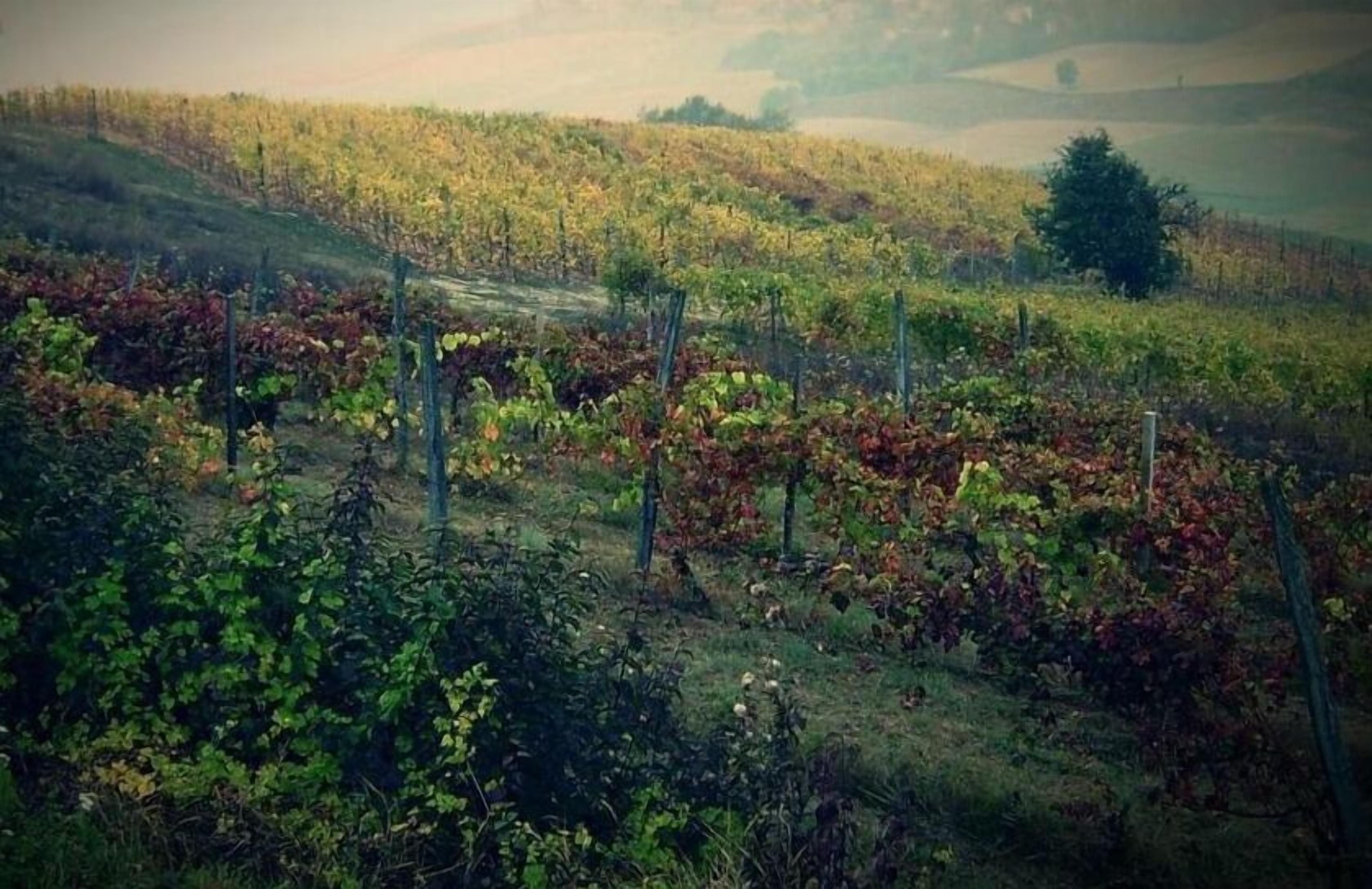 A vineyard with rows of grapevines and a fence.