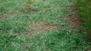 Imej tidak diklasifikasikan, 2 daripada 11, butang