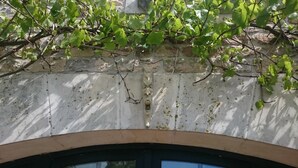Un mur de pierre orné d’un visage sculpté, soutenu par des branches aux feuilles vertes.