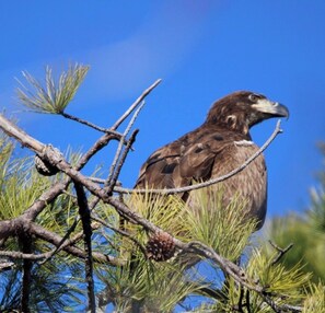 A bird perched on a branch with pine needles and a clear blue sky in the background. - Swan Lake Resort Rentals (Absecon)