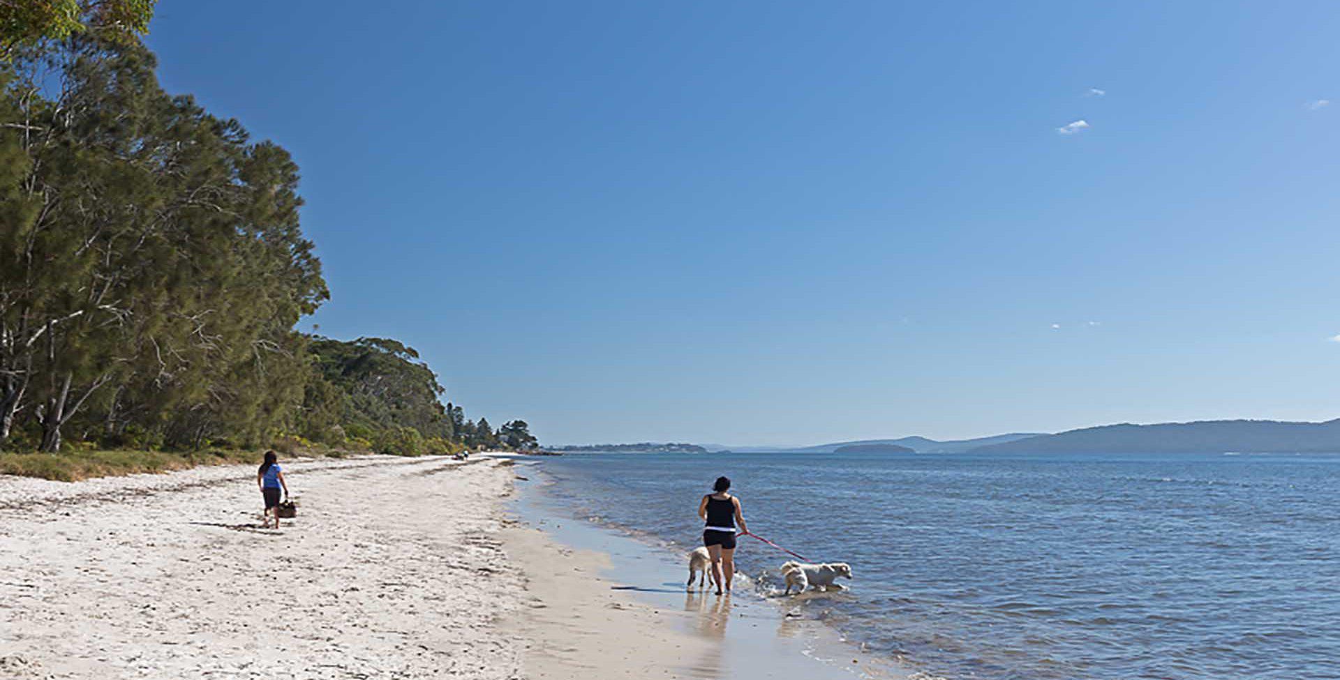 A beach with people walking dogs, clear skies, and calm water.