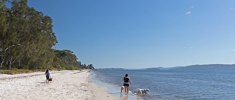 A beach with people walking dogs, clear skies, and calm water.