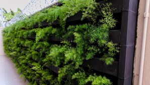 Jardín vertical con follaje verde exuberante contra una pared.