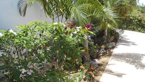 A garden with various plants and flowers along a pathway. - Amazing Caribbean views! (BO Lujan,)