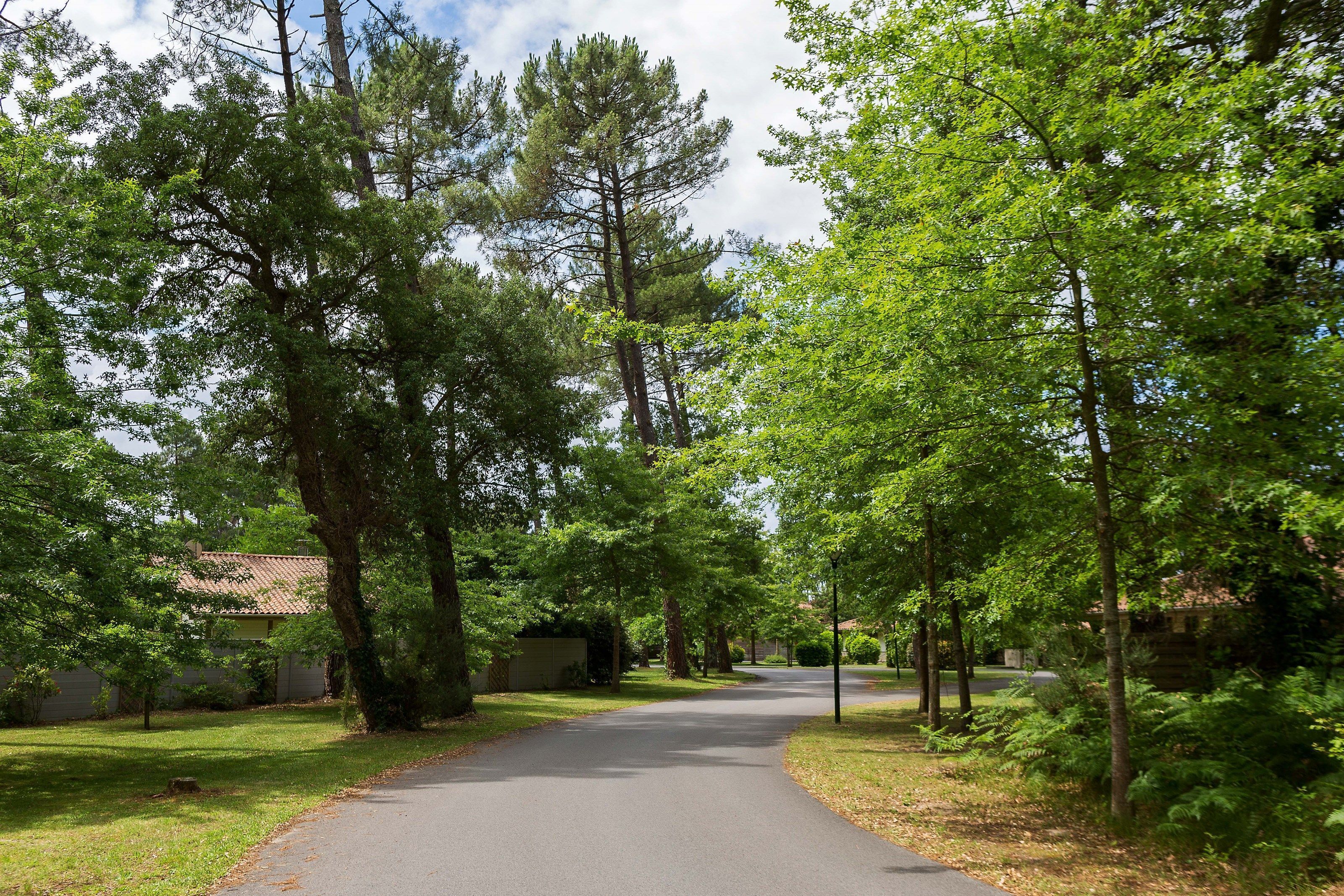 A tree-lined residential street with houses on both sides.