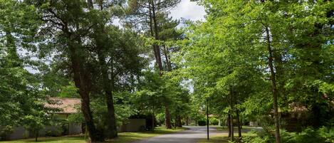 A tree-lined residential street with houses on both sides.