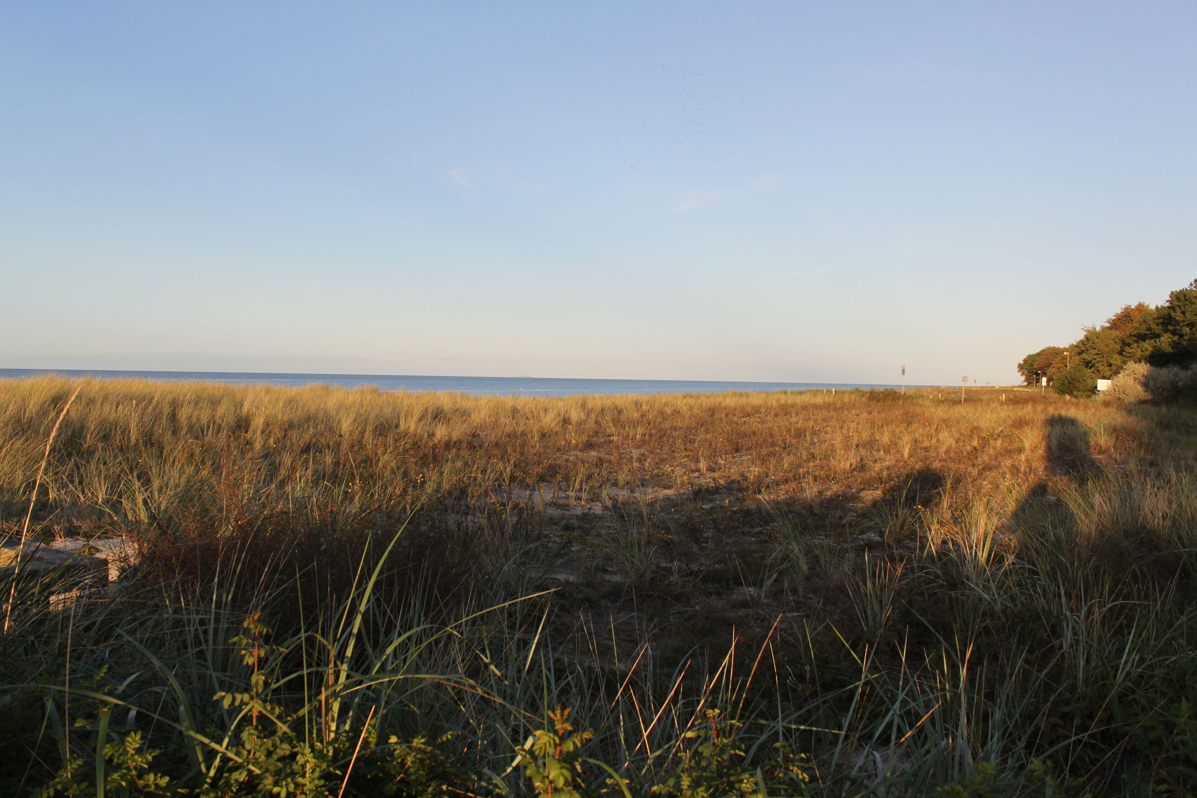 A coastal landscape with tall grasses and a clear sky.