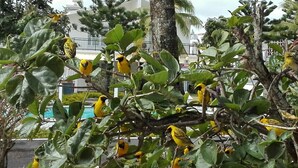 Een boom met verschillende gele vogels op de takken.